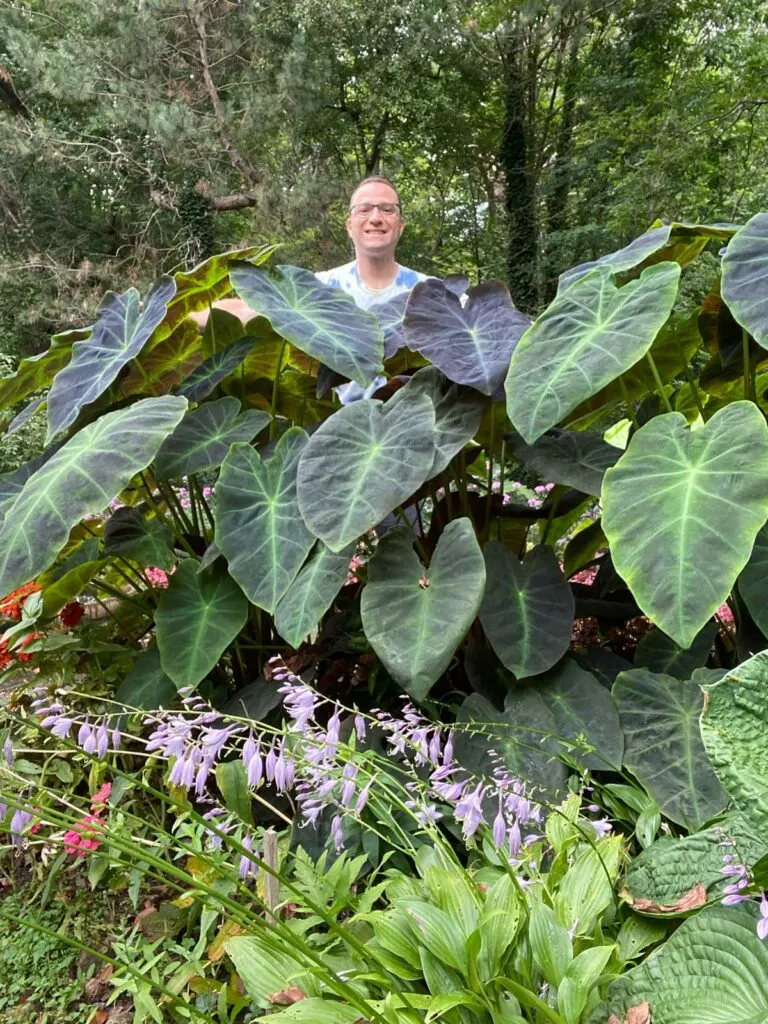 colocasia-royal-hawaiian-aloha