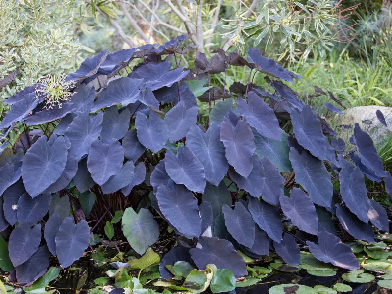 colocasia-black-magic