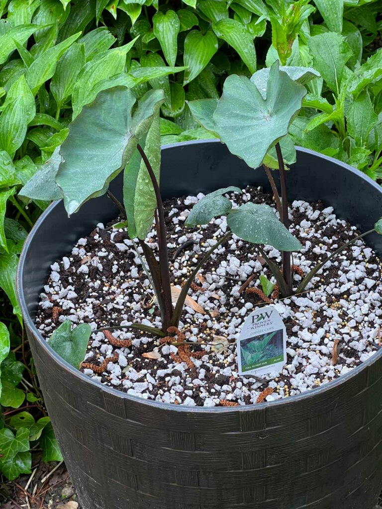 colocasia-coffee-cups