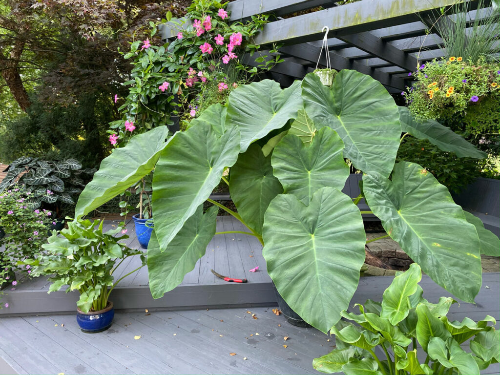 colocasia-esculenta-in-pots