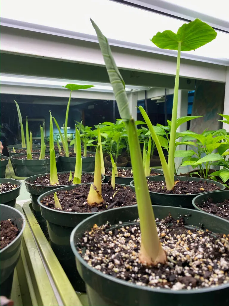 colocasia-esculenta-starting-indoors