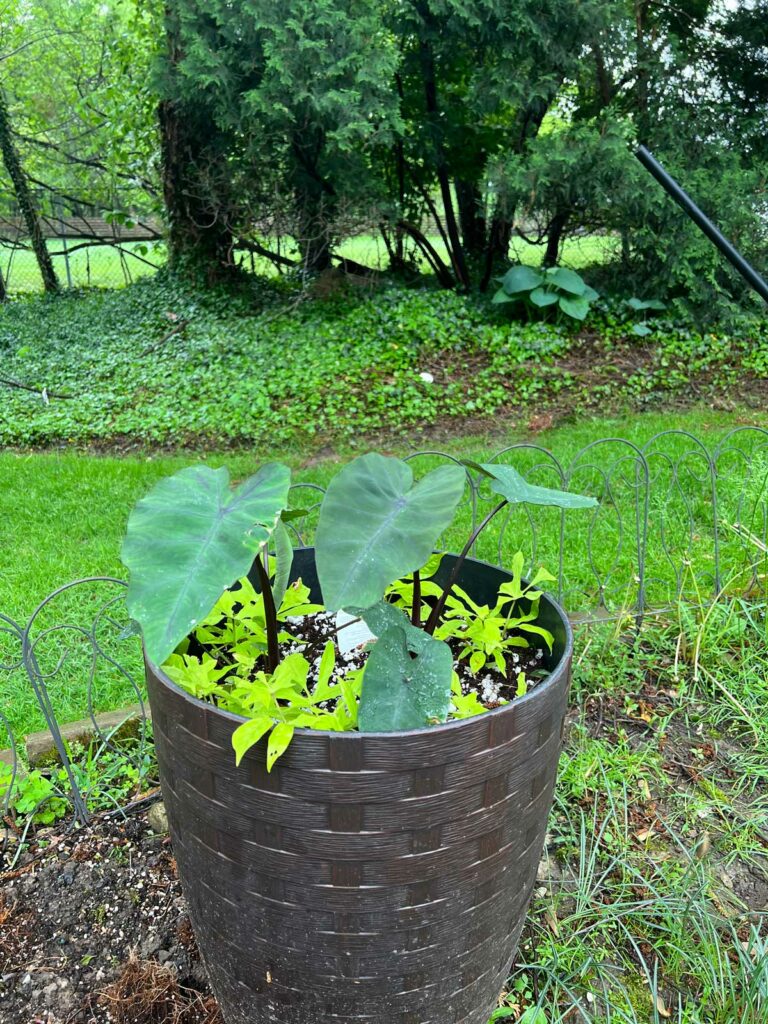 colocasia-heart-of-the-jungle