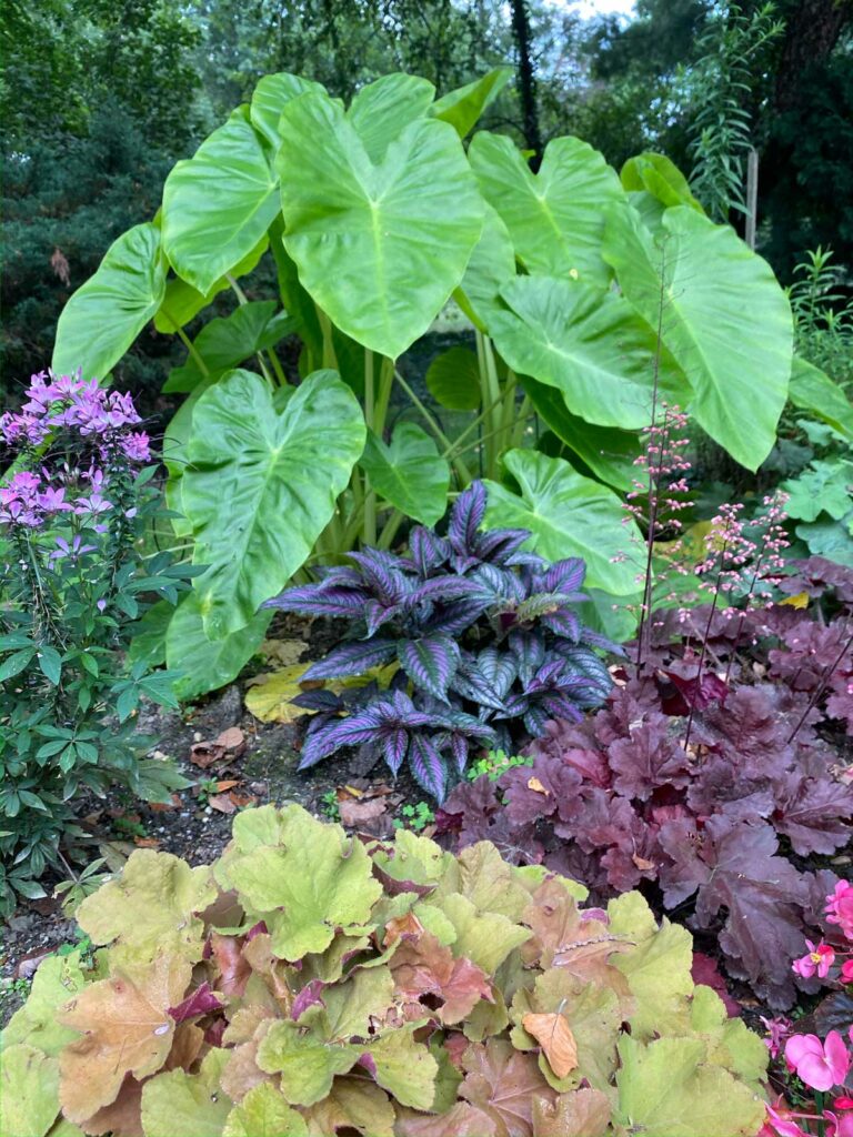colocasia-royal-hawaiian-maui-gold