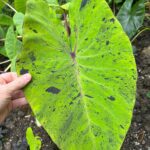 11 Colocasia Varieties - Add a Tropical Touch to Your Garden colocasia-mojito