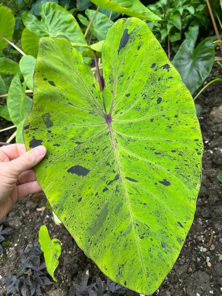 colocasia-mojito