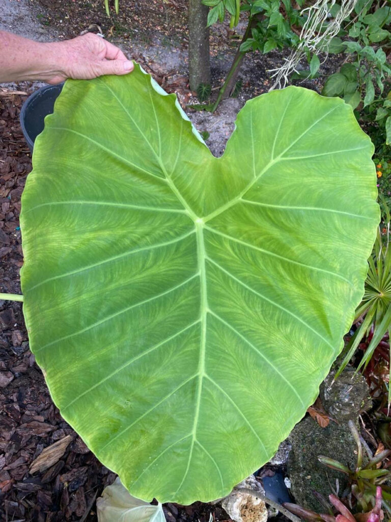 colocasia-thailand-giant