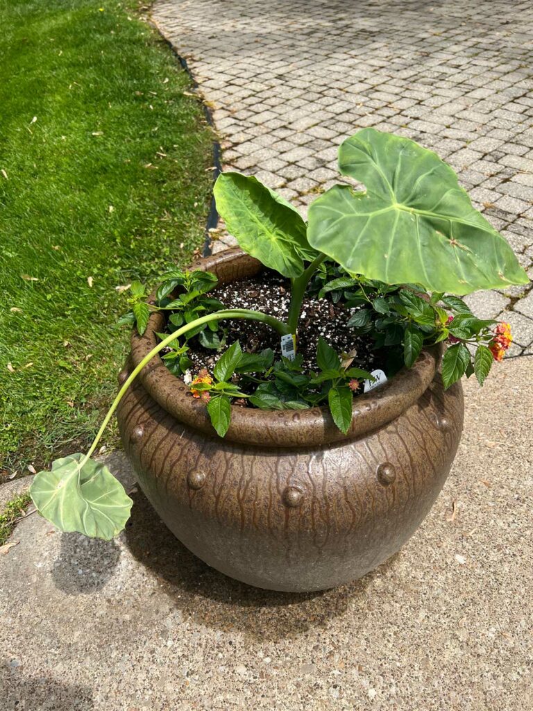 colocasia-thailand-giant