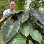11 Colocasia Varieties - Add a Tropical Touch to Your Garden colocasia-varieties-featured-pic