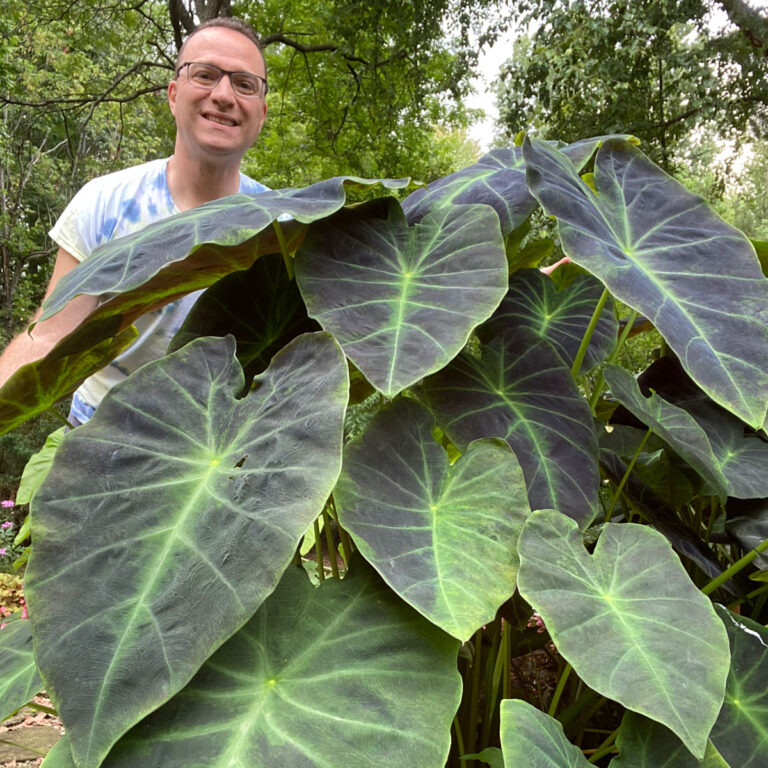 11 Colocasia Varieties - Add a Tropical Touch to Your Garden