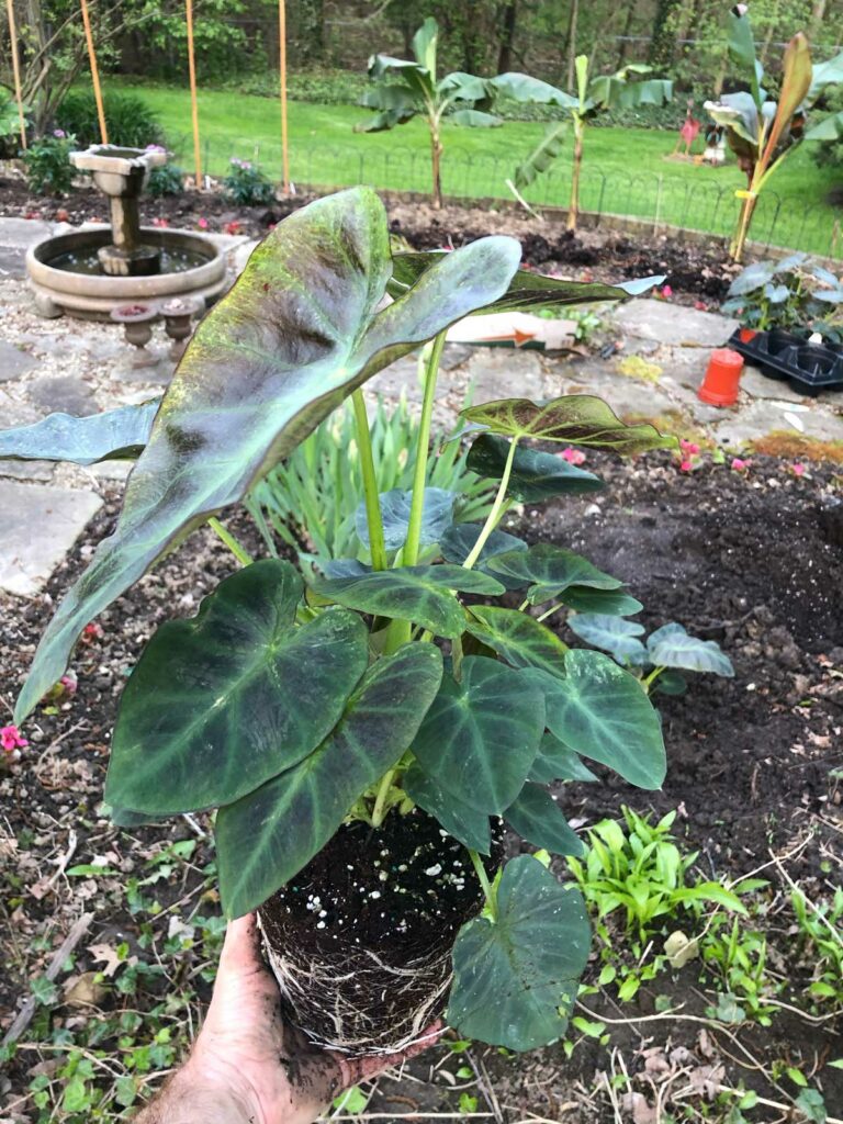 colocasia-royal-hawaiian-aloha