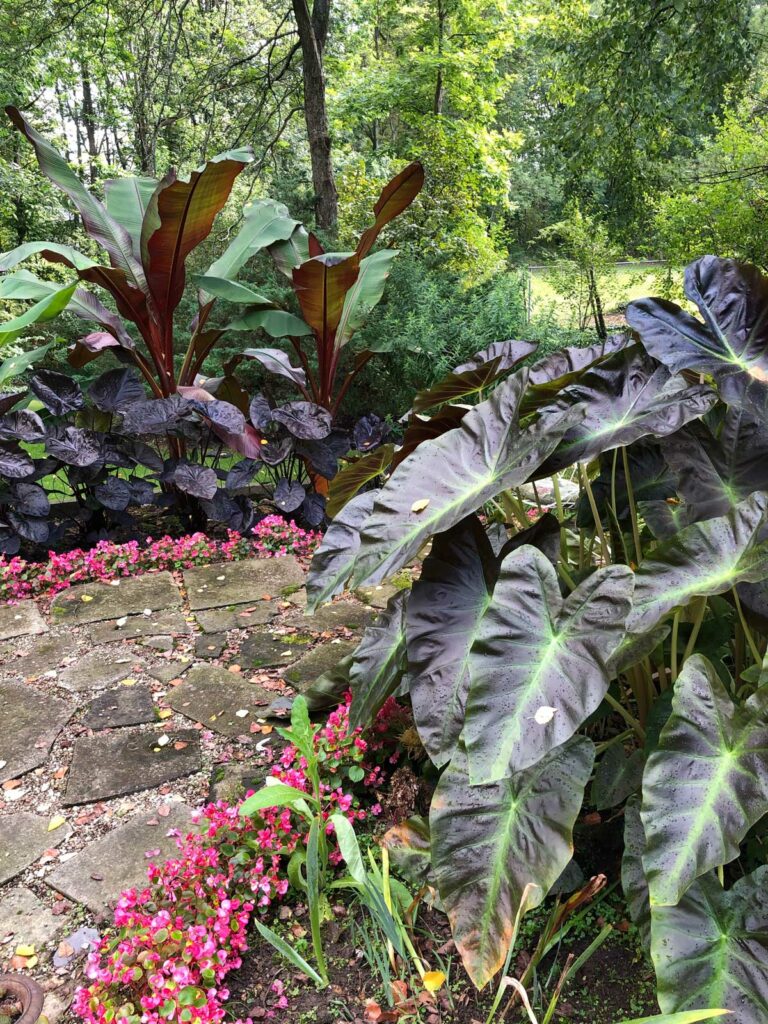 colocasias-royal-hawaiian-aloha-and-black-coral