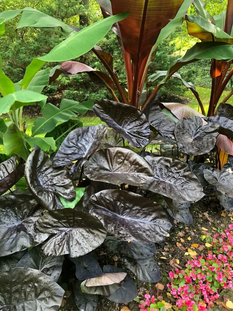 colocasias-royal-hawaiian-black-coral