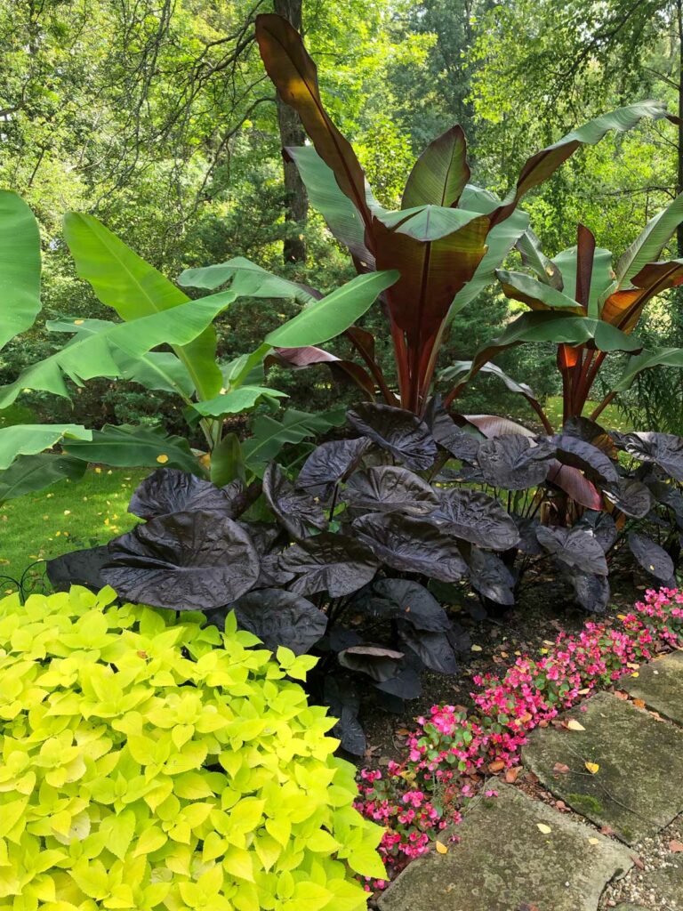 colocasias-royal-hawaiian-black-coral