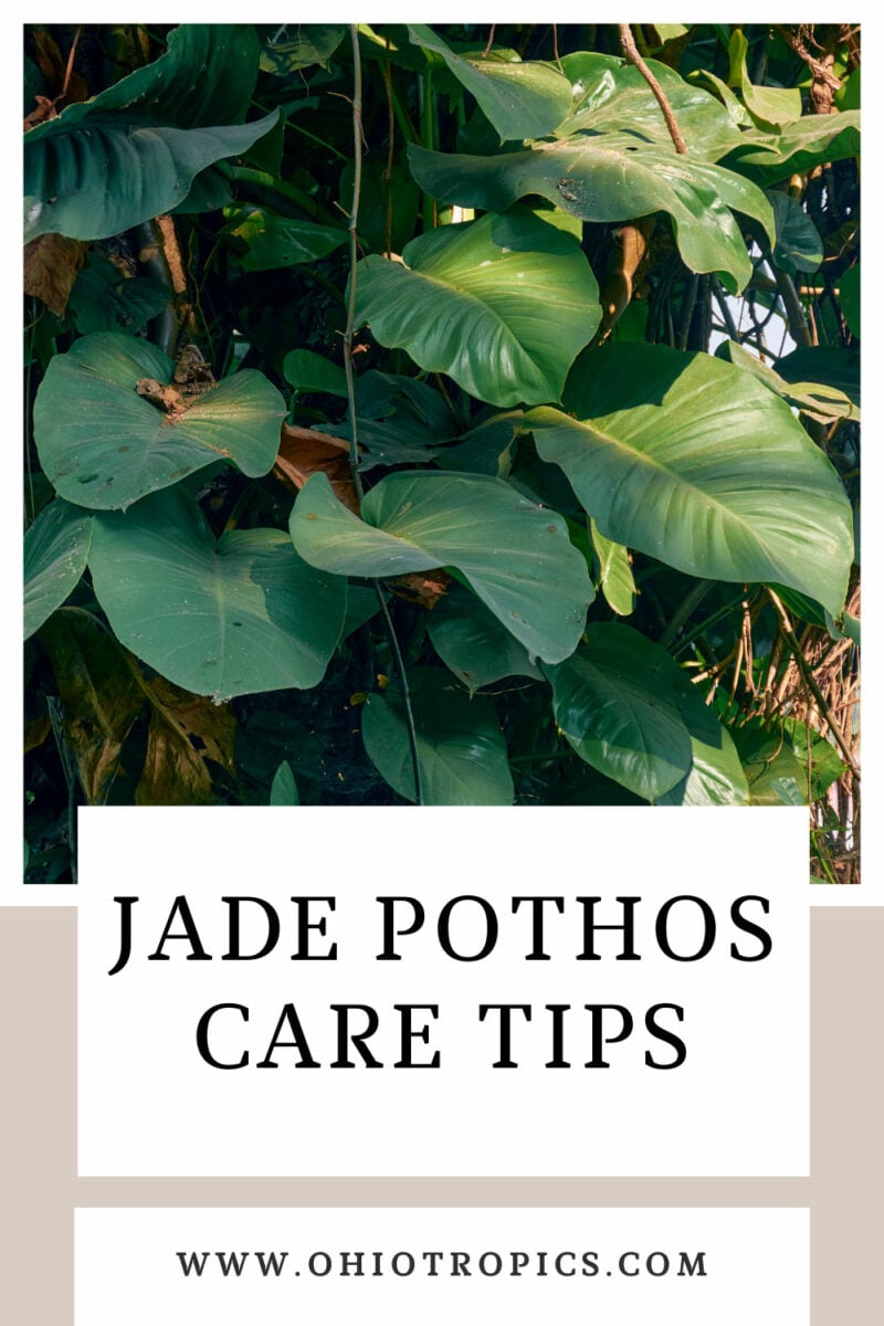 Jade Pothos Care 7+ Growing Tips for this Classic Beauty