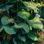 Jade Pothos Care: 7+ Growing Tips for this Classic Beauty jade-pothos-care