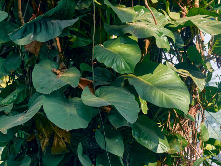 Jade Pothos Care:  7+ Growing Tips for this Classic Beauty