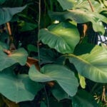 jade-pothos-care-featured-pic