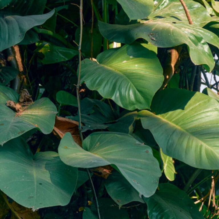 Jade Pothos Care:  7+ Growing Tips for this Classic Beauty