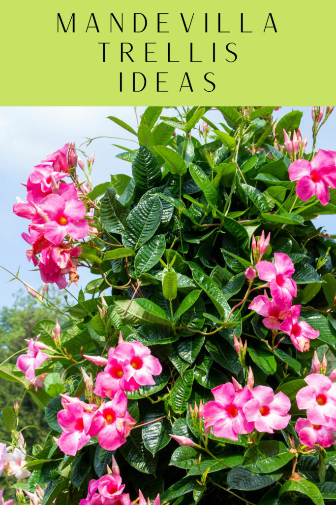 mandevilla-trellis-ideas-care