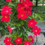 Mandevilla Trellis Ideas & Care Tips to Grow Stunning Plants mandevilla-trellis-ideas-care
