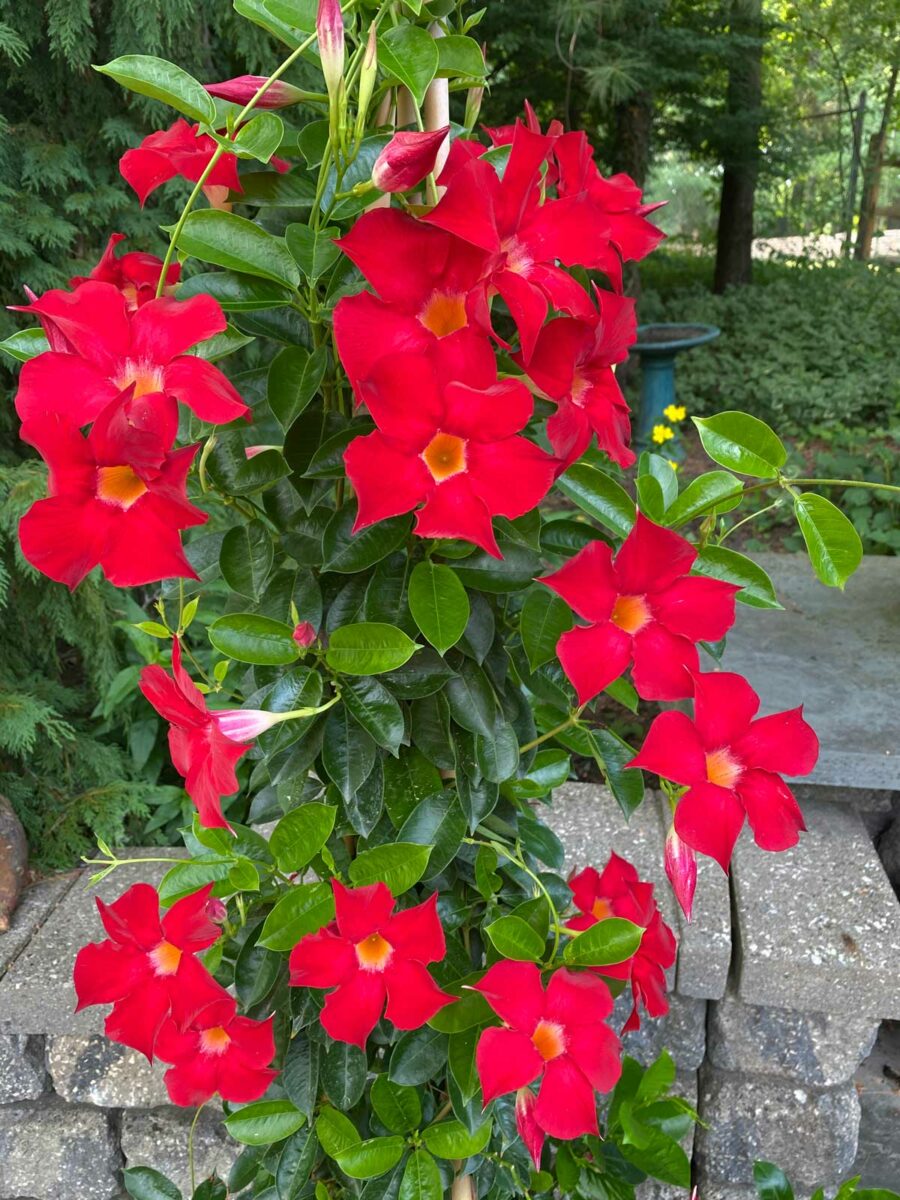 Lowe's Mandevilla in 1-Quart Pot in the Tropical Plants department at