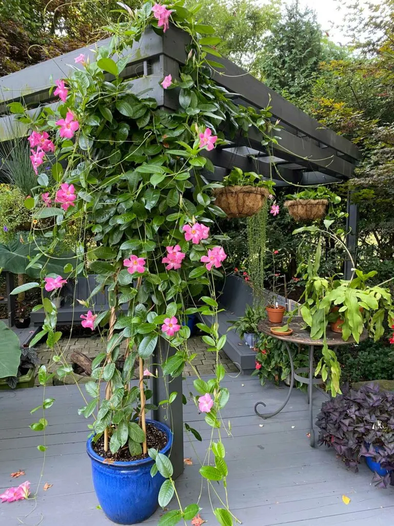 mandevilla-trellis-ideas-care