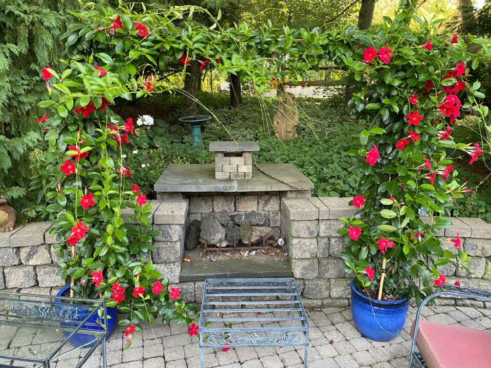 Mandevilla Trellis Ideas & Care Tips to Grow Stunning Plants