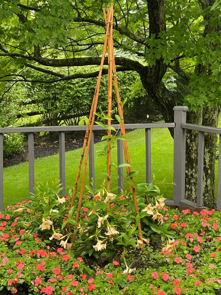 mandevilla-trellis-ideas-care