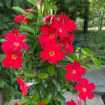 mandevilla-trellis-featured-pic