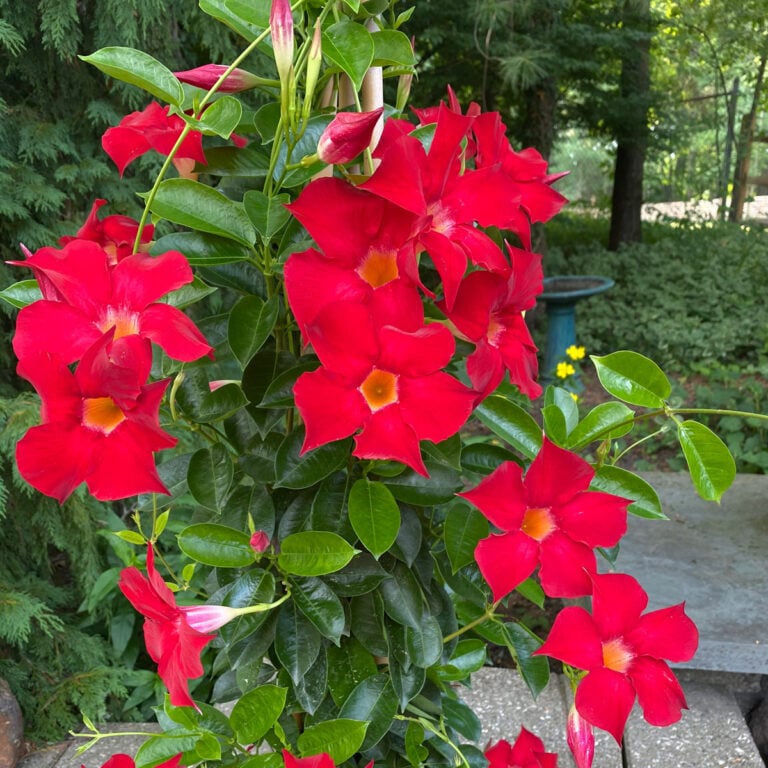Mandevilla Trellis Ideas & Care Tips to Grow Stunning Plants