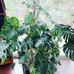 Why is my Monstera Not Growing? 9 Crucial Reasons Why monstera-not-growing-featured-pic