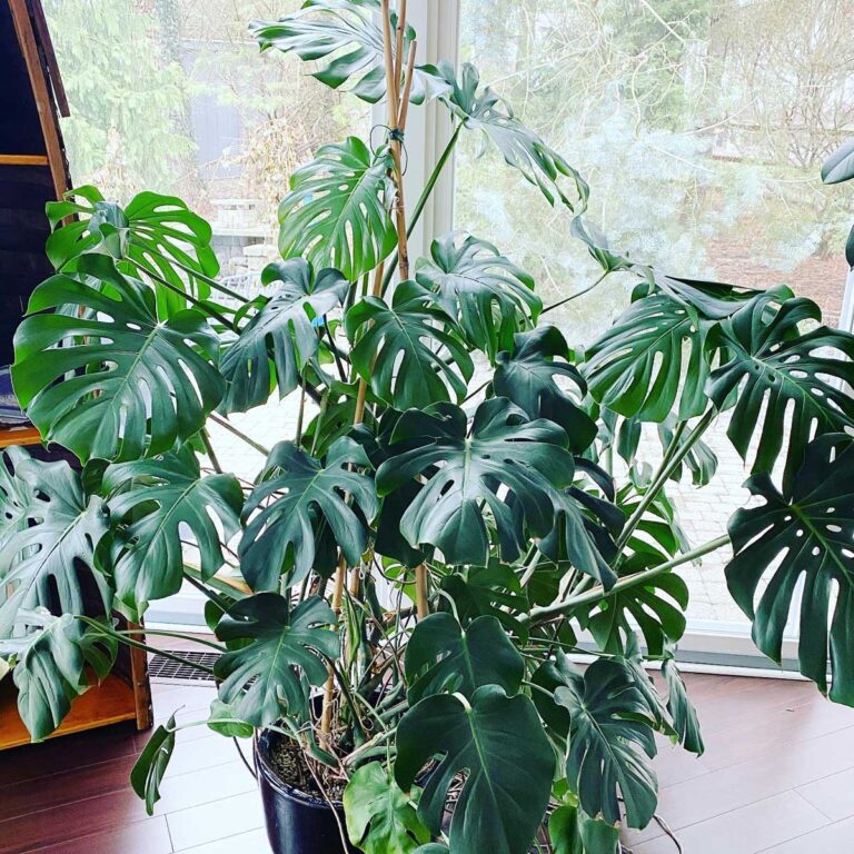 Why is my Monstera Not Growing? 9 Crucial Reasons Why