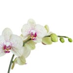Orchid Flowers Dying: Important Things You Need to Know orchid-flowers-dying