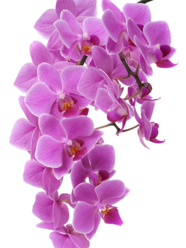 orchid-flowers-dying