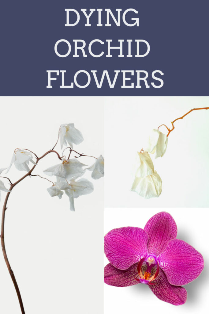 orchid-flowers-dying