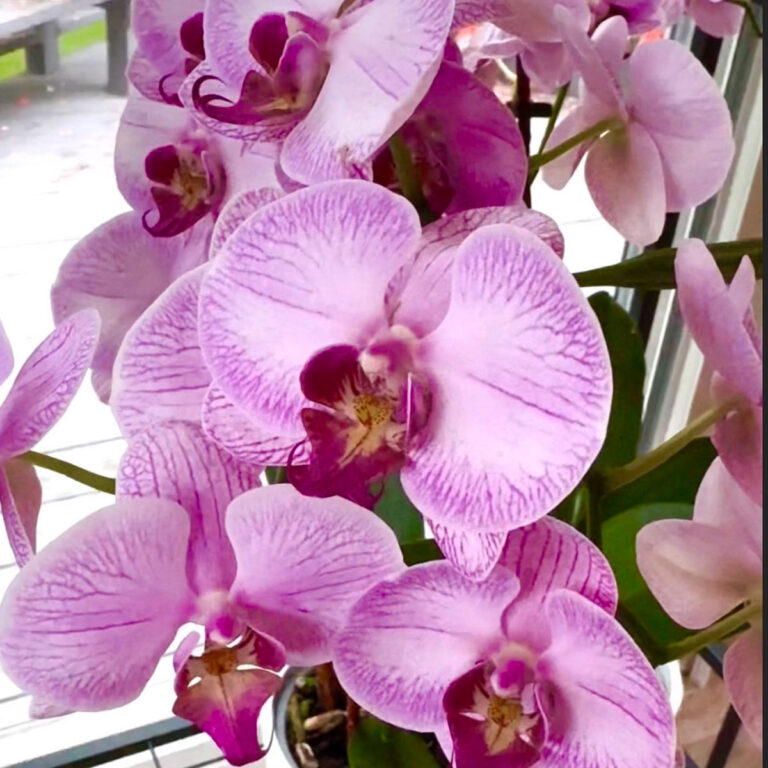 Orchid Flowers Dying: Important Things You Need to Know