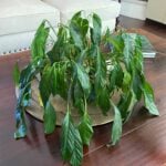 Peace Lily Dying After Repotting? Reasons You Never Knew peace-lily-dying-after-repotting