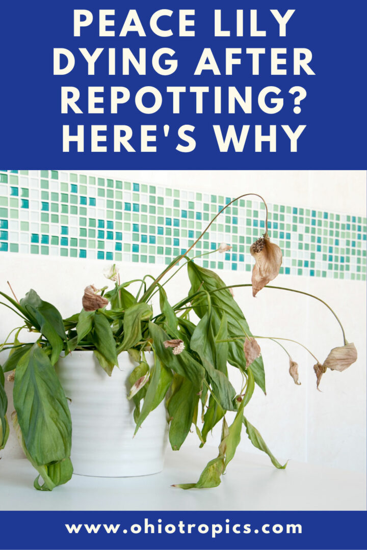 Peace Lily Dying After Repotting? Reasons You Never Knew