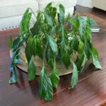 peace-lily-dying-after-repotting-featured