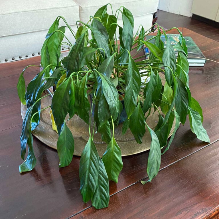 Peace Lily Dying After Repotting? Reasons You Never Knew