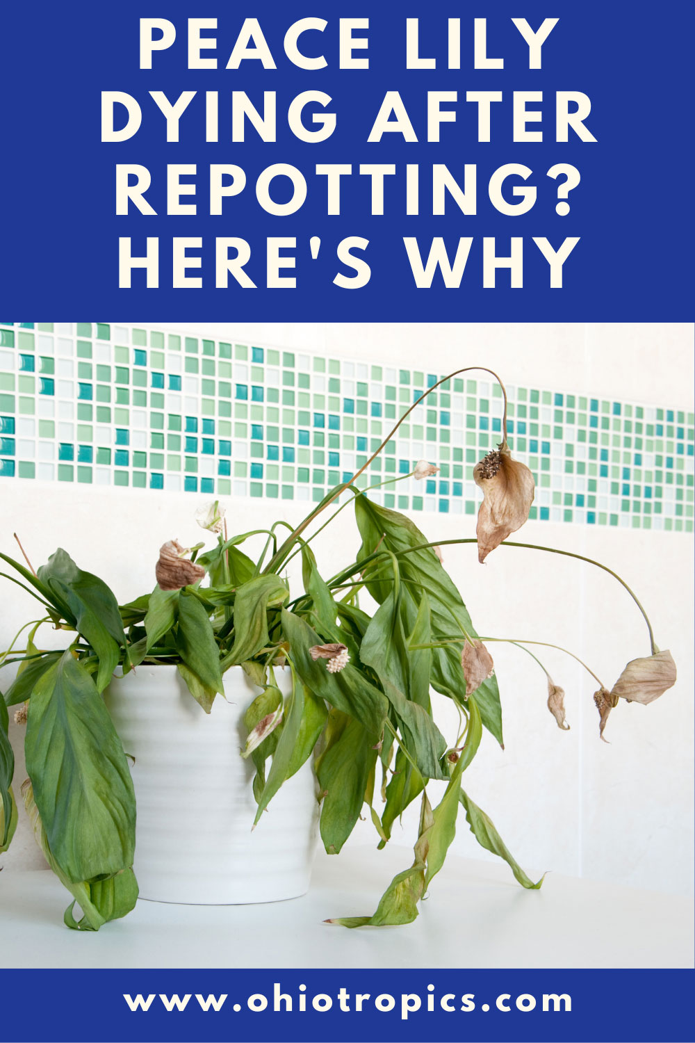 Peace Lily Dying After Repotting? Reasons You Never Knew