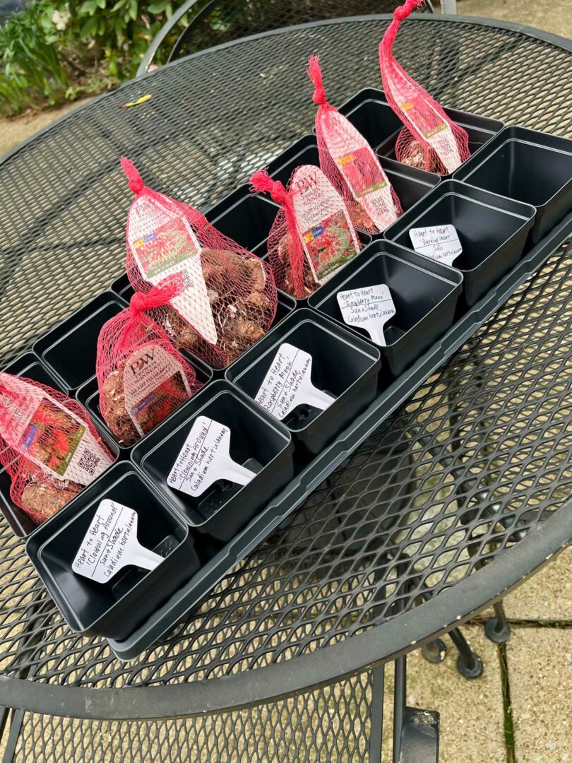 Planting Caladium Bulbs Which End is Up and Other Tips