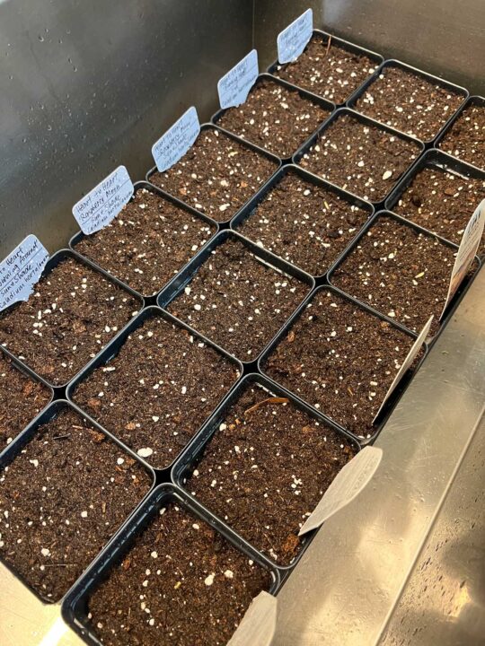 Planting Caladium Bulbs Which End is Up and Other Tips