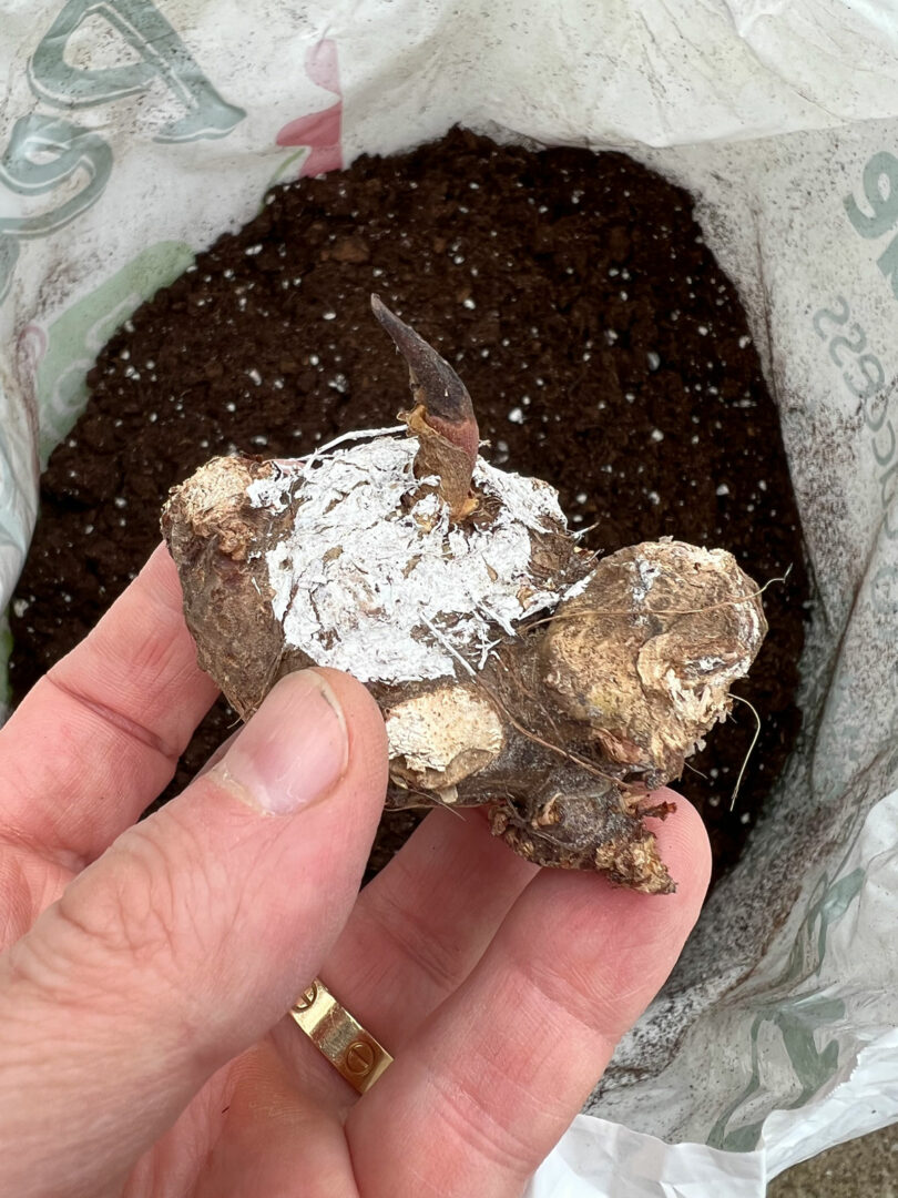 Planting Caladium Bulbs Which End is Up and Other Tips