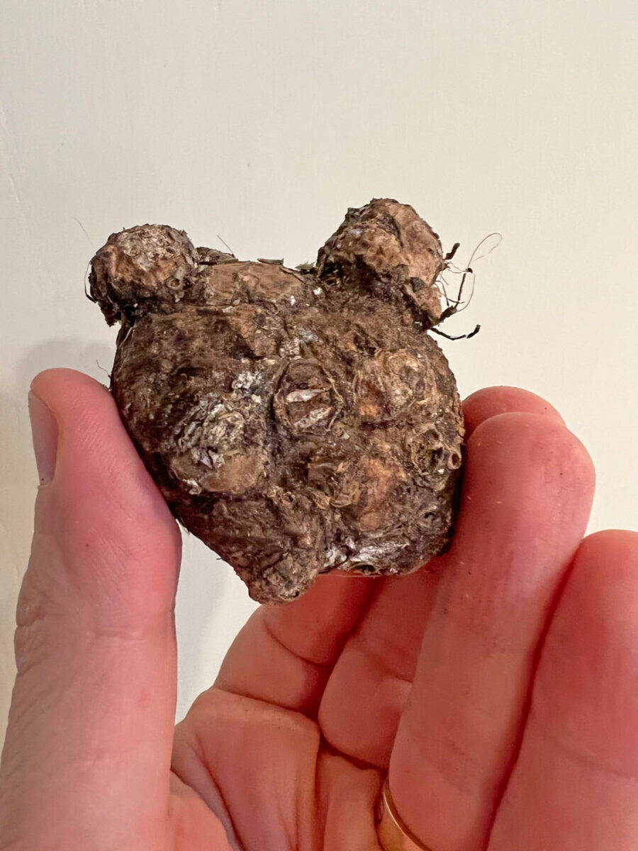 Planting Caladium Bulbs Which End is Up and Other Tips