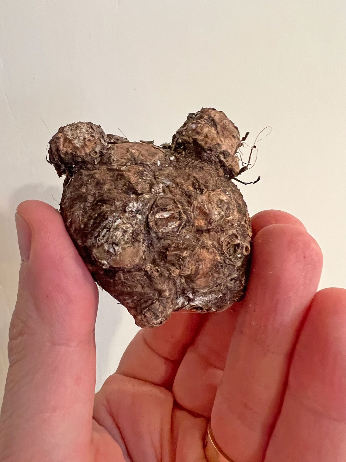 Planting Caladium Bulbs: Which End is Up and Other Tips