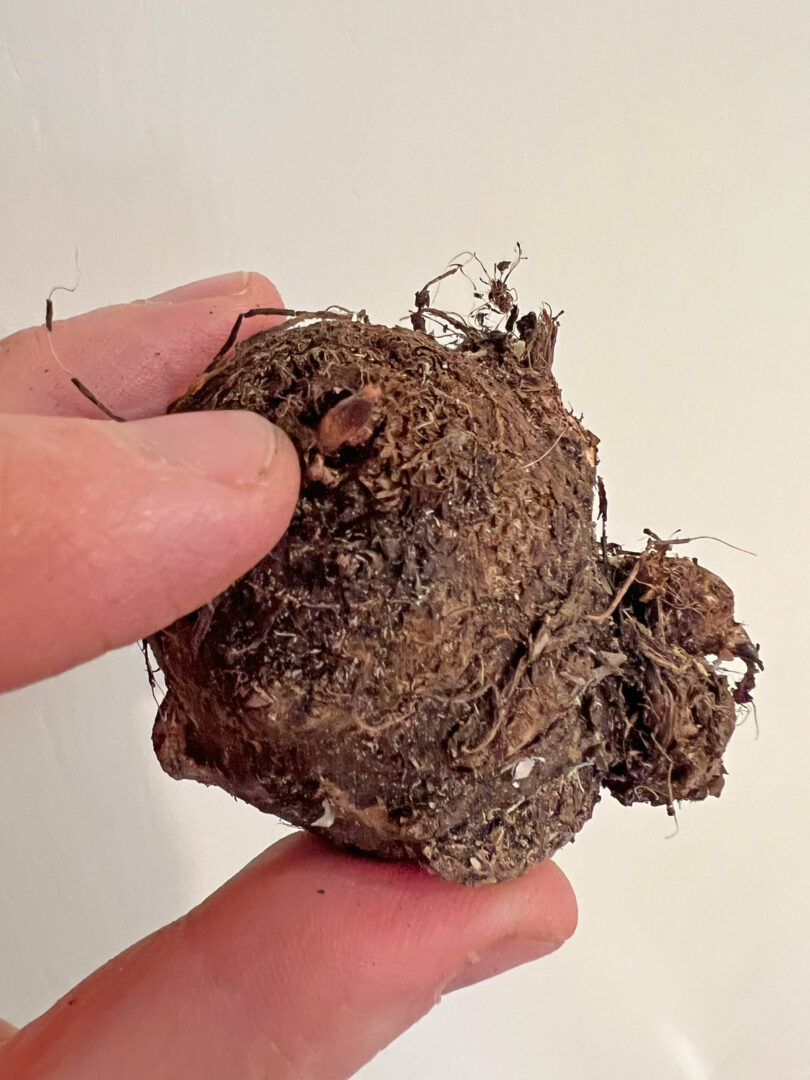 Planting Caladium Bulbs Which End is Up and Other Tips