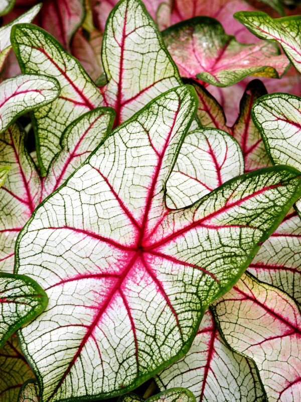 planting-caladium-bulbs