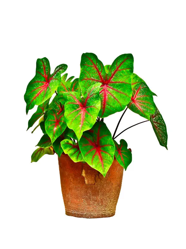 planting-caladium-bulbs