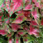 Planting Caladium Bulbs: Which End is Up and Other Tips planting-caladium-bulbs